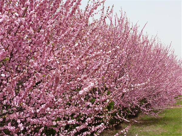 榆葉梅圖片 榆葉梅圖片