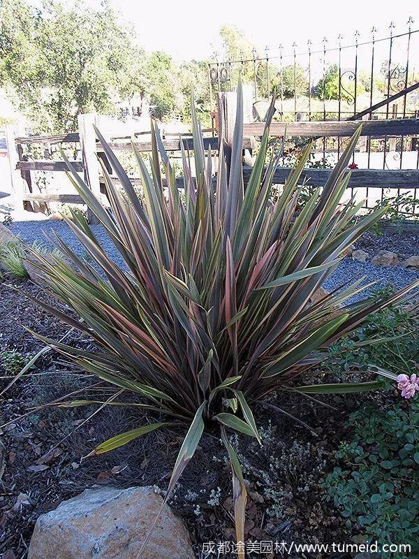 亞麻圖片 亞麻圖片