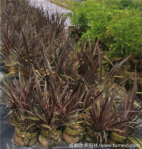 亞麻圖片 亞麻圖片