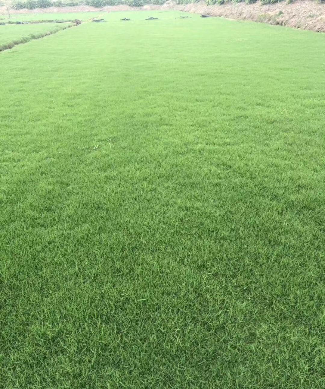 狗牙根草坪 狗牙根草坪