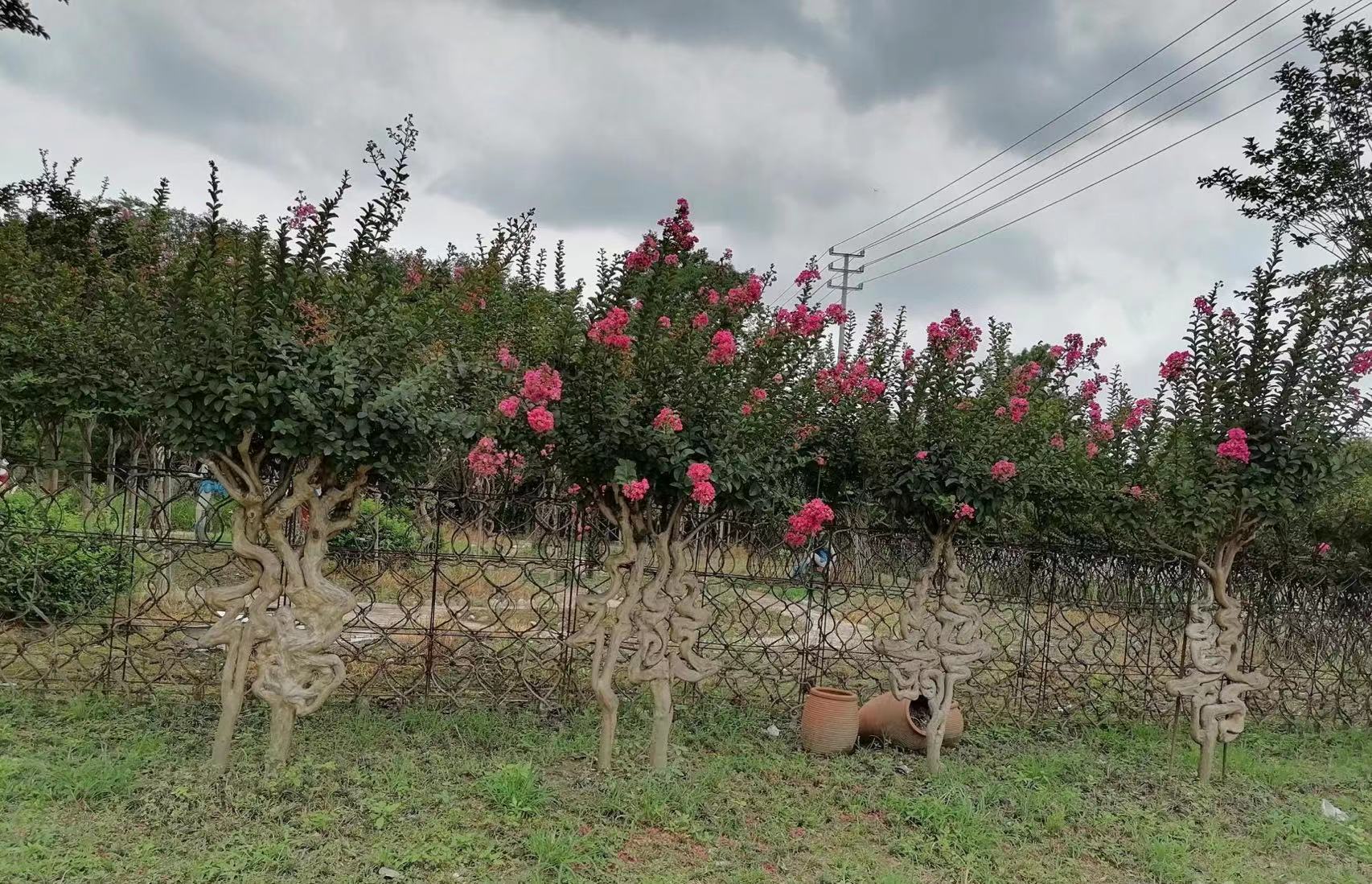 紅火箭紫薇圖片 紅火箭紫薇圖片