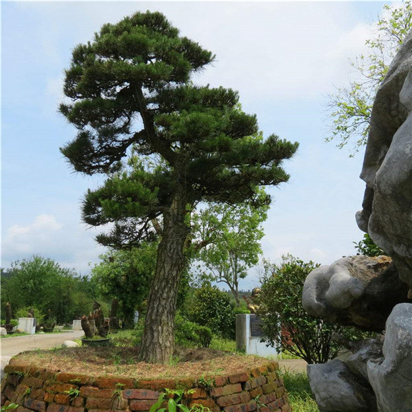 黑松圖片 黑松圖片