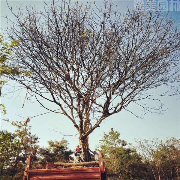 黃連木圖片 黃連木圖片