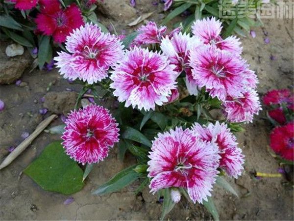 福祿考圖片 福祿考圖片