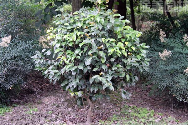 山茶花圖片 山茶花圖片