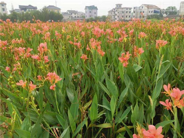 美人蕉圖片 美人蕉圖片