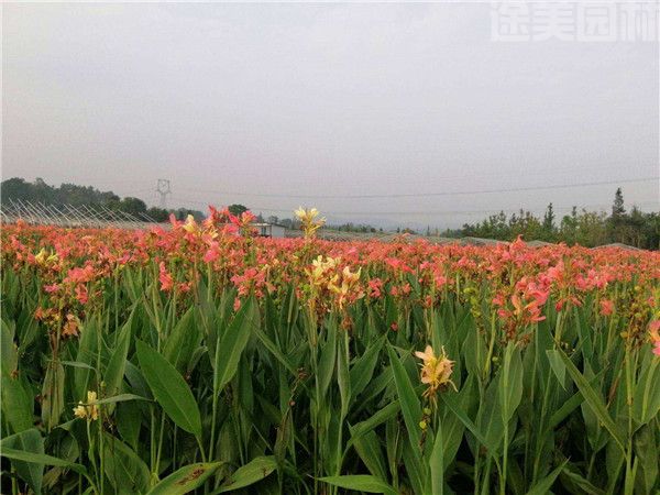 美人蕉圖片 美人蕉圖片