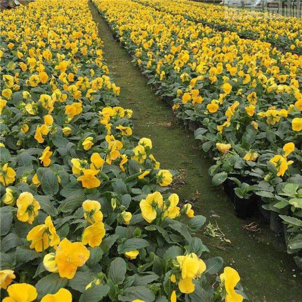 蝴蝶蘭圖片 蝴蝶蘭圖片