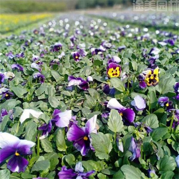 蝴蝶蘭圖片 蝴蝶蘭圖片