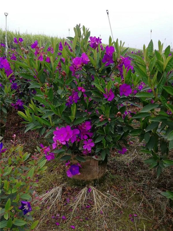 牡丹花圖片 牡丹花圖片