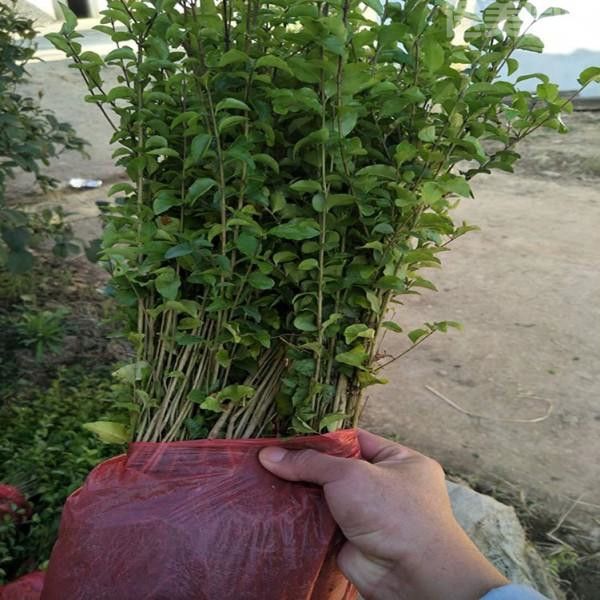 小葉女貞 小葉女貞