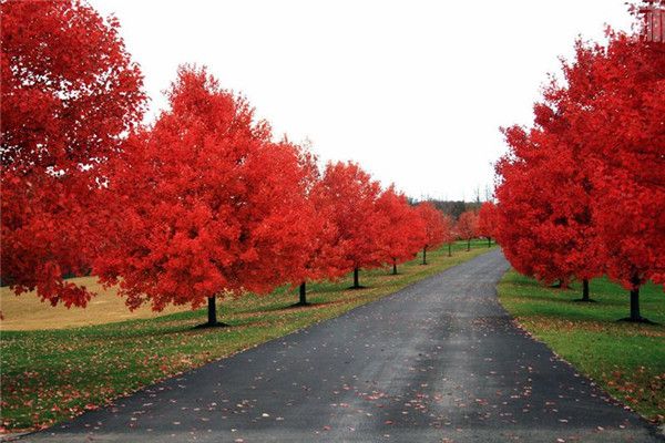 美國紅楓 美國紅楓