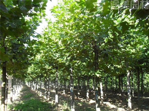 法桐圖片 法桐圖片