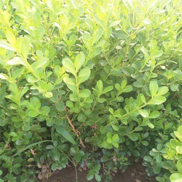 瓜子黃楊 瓜子黃楊