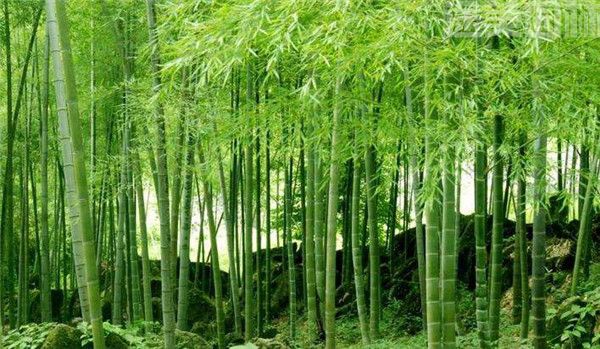 毛竹 毛竹