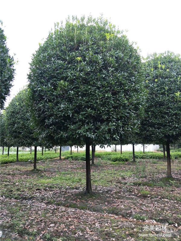 桂花樹(shù) 桂花樹(shù)