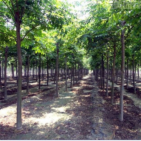 黃山欒樹 黃山欒樹