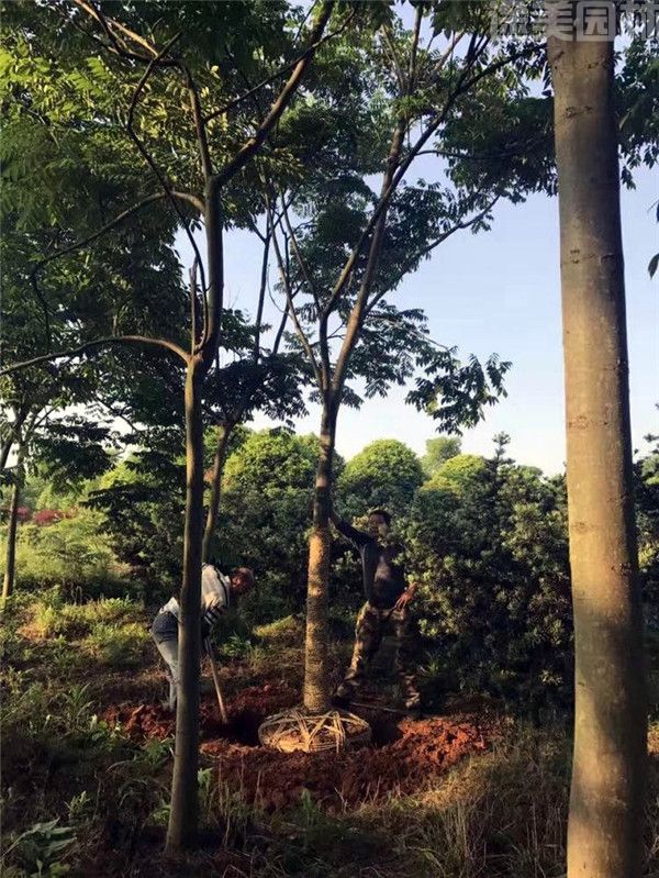 黃山欒樹 黃山欒樹