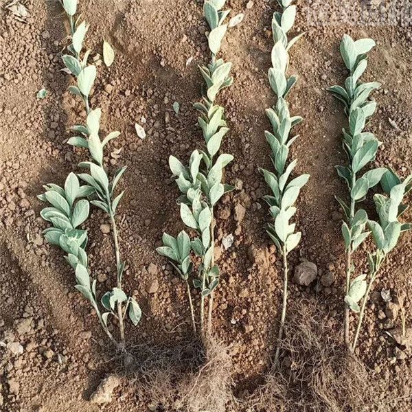 金邊黃楊 金邊黃楊