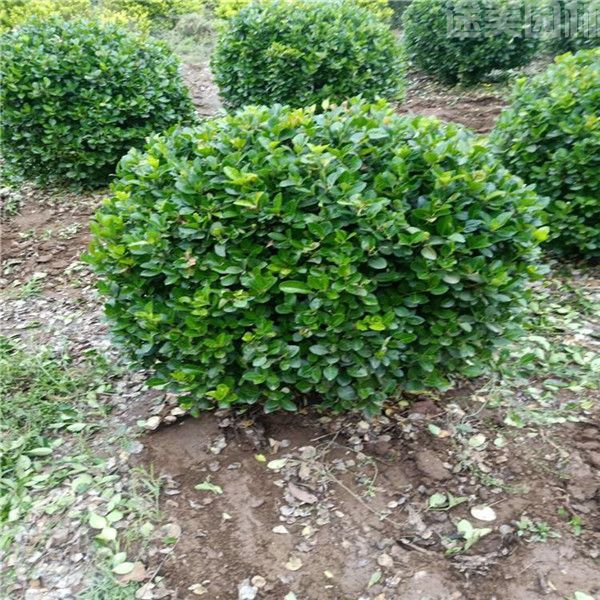 衛(wèi)矛樹(shù)