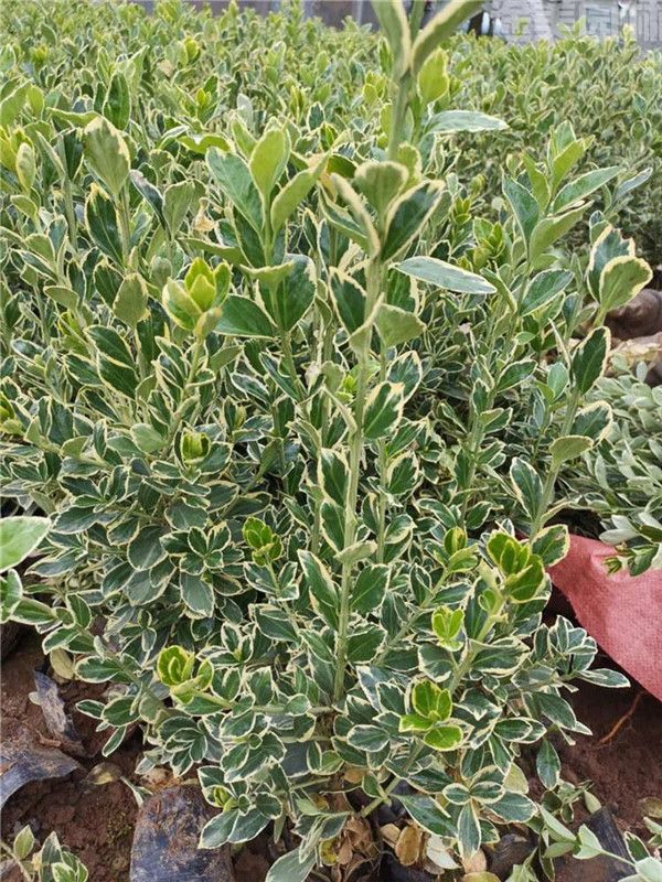 金邊黃楊 金邊黃楊