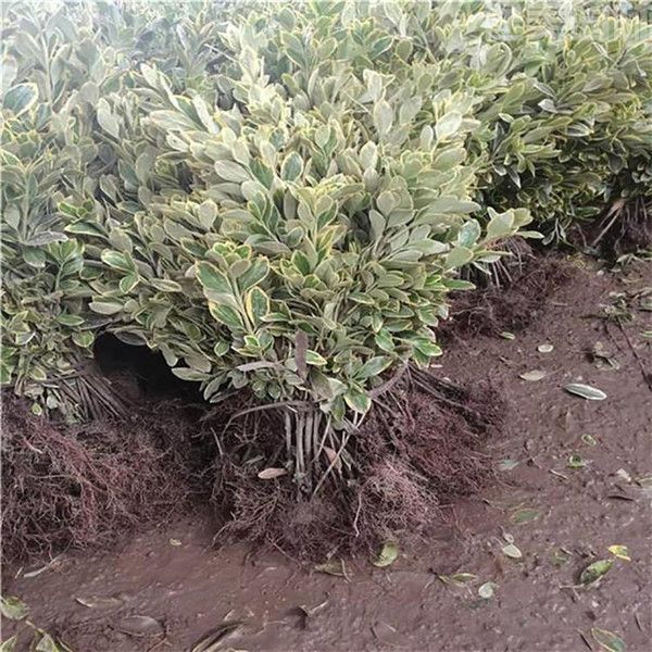 金邊黃楊 金邊黃楊