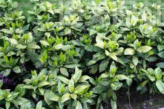 灑金珊瑚 灑金珊瑚