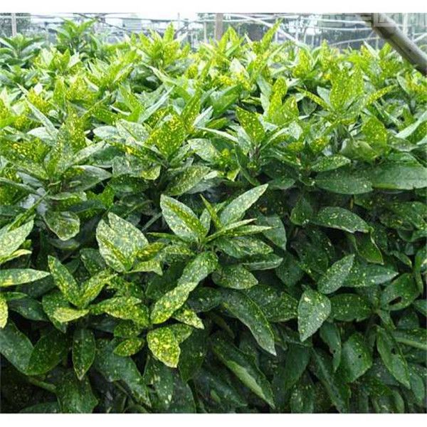 灑金珊瑚 灑金珊瑚