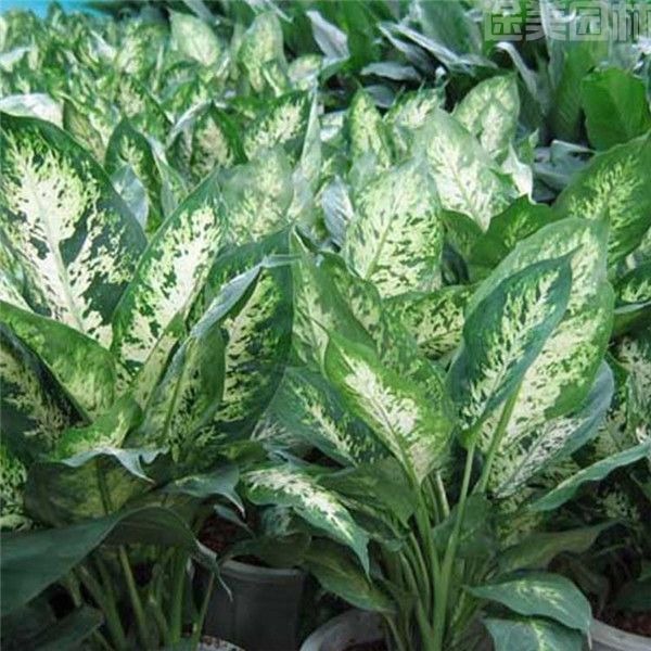 萬(wàn)年青 萬(wàn)年青