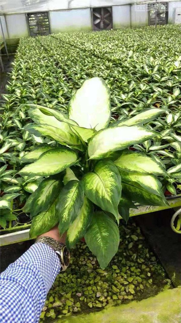 萬(wàn)年青 萬(wàn)年青