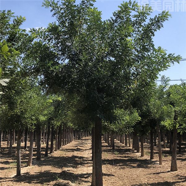 國(guó)槐 國(guó)槐