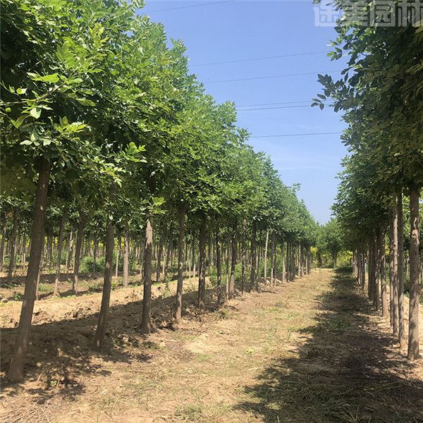 國(guó)槐 國(guó)槐