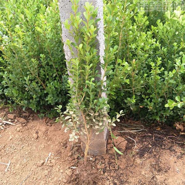 瓜子黃楊 瓜子黃楊