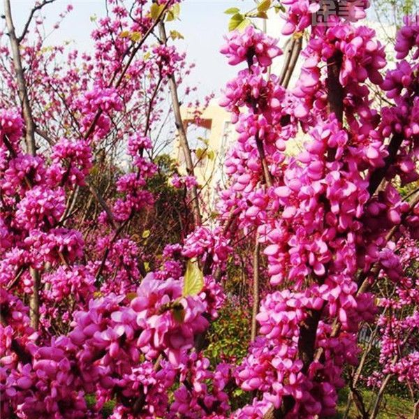 紫藤樹 紫藤樹