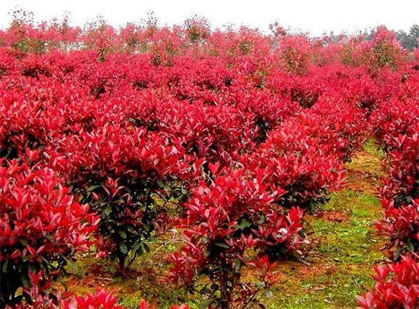 紅葉石楠 紅葉石楠