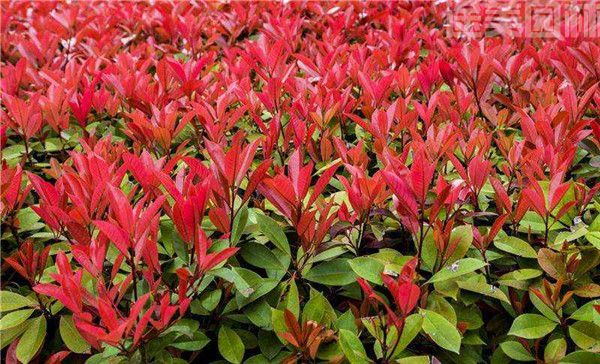 紅葉石楠 紅葉石楠