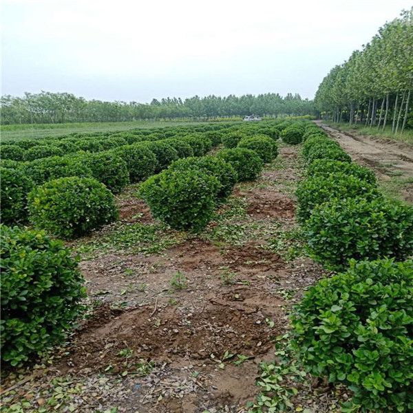 衛矛球  冬青球 衛矛球  冬青球