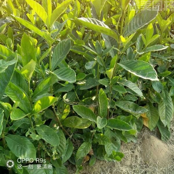 盆栽梔子花 盆栽梔子花