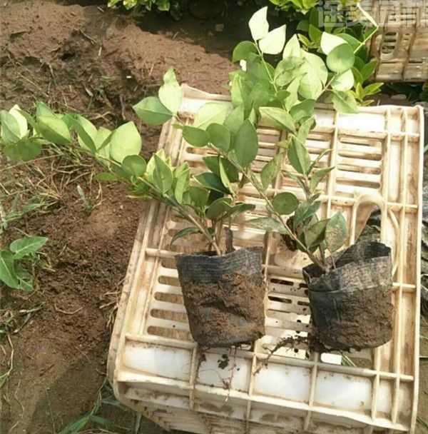 金森女貞 金森女貞