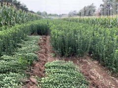 大葉黃楊球 大葉黃楊球