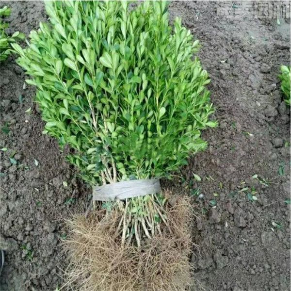 大葉黃楊球 大葉黃楊球