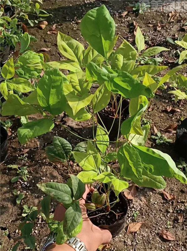 南天竹圖片 南天竹圖片