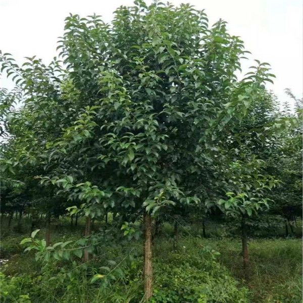 大葉女貞 大葉女貞