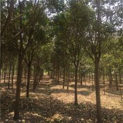 大葉女貞 大葉女貞