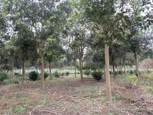 大葉女貞 大葉女貞