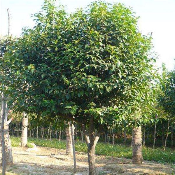 大葉女貞 大葉女貞