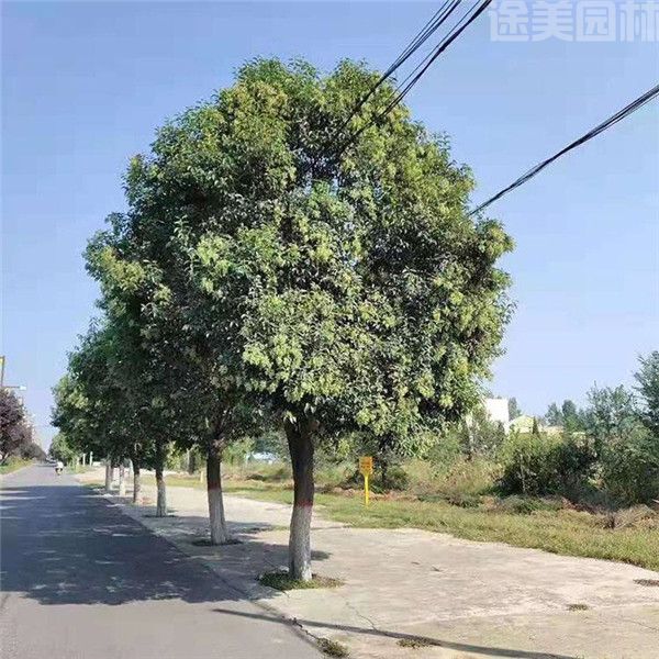 大葉女貞 大葉女貞