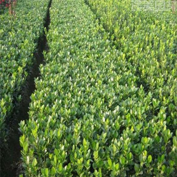 大葉黃楊 大葉黃楊