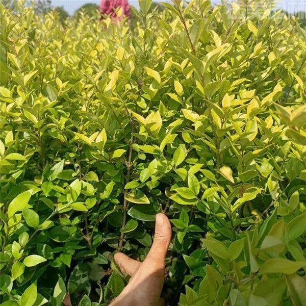 金森女貞 金森女貞