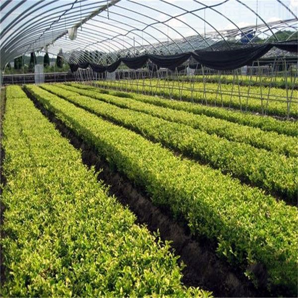 金森女貞 金森女貞